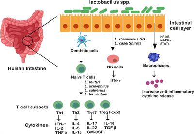 Gut microbiome and human health: Exploring how the probiotic genus Lactobacillus modulate immune responses